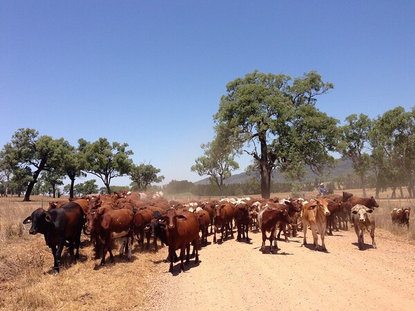 호주 뉴사우스웨일스주의 한 목장에서 목초 사육 중인 소들의 모습. 사진 Doug Beckers