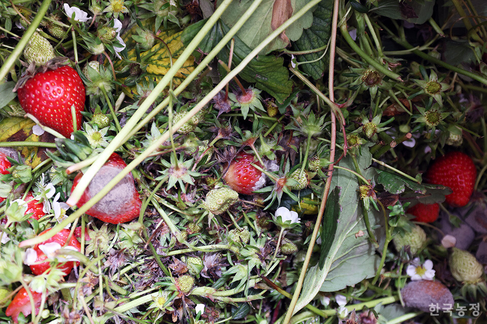 지난 6일 전남 담양군 고서면 윤우하씨의 시설하우스에서 폐기하기 위해 모아 놓은 딸기에 잿빛곰팡이가 피어 있다. 한승호 기자 