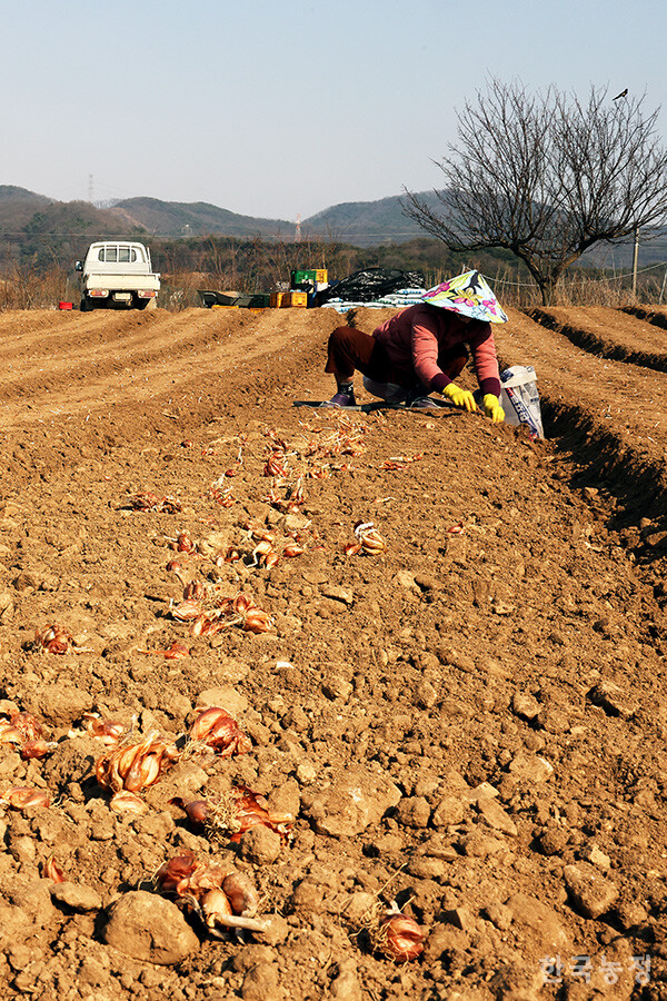 지난 13일 충남 아산시 도고면 신유리 들녘에서 외국인노동자 10여명이 쪽파 씨앗을 파종하고 있다. 이날 3900㎡(약 1200평) 규모의 밭에서 파종에 나선 농민은 “일 년에 두 번 심어 수확하는데 오늘이 첫 파종”이라며 “오는 6월 수확할 예정”이라고 말했다.