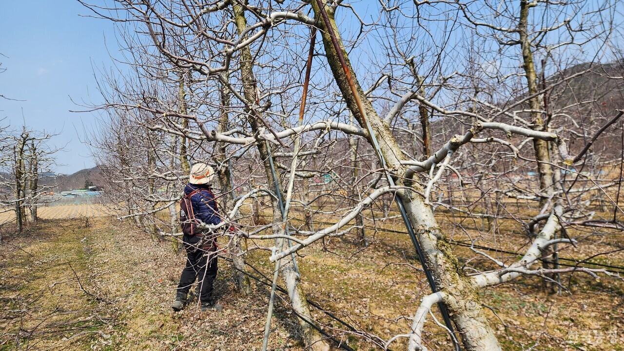지난 19일 경북 청송군 부남면 일원에서 농민 심상국씨가 사과 과수원 전정 작업을 하고 있다.