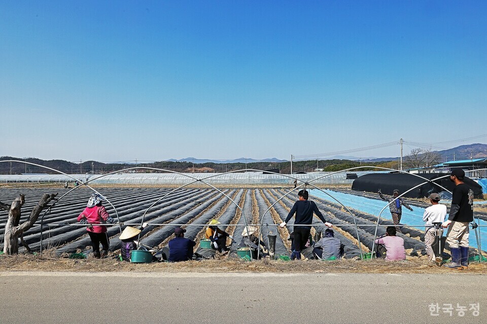 허락된 존재이면서 동시에 허락받지 못한 존재. 지난 1일 강원 춘천시 신북읍의 감자밭에서 인도에서 온 외국인노동자들이 2000평 규모의 밭에 씨감자를 심은 뒤 새로운 밭에서 감자 심기에 나서기 전 밭 언저리에 모여 잠시 휴식을 취하고 있다. 한승호 기자