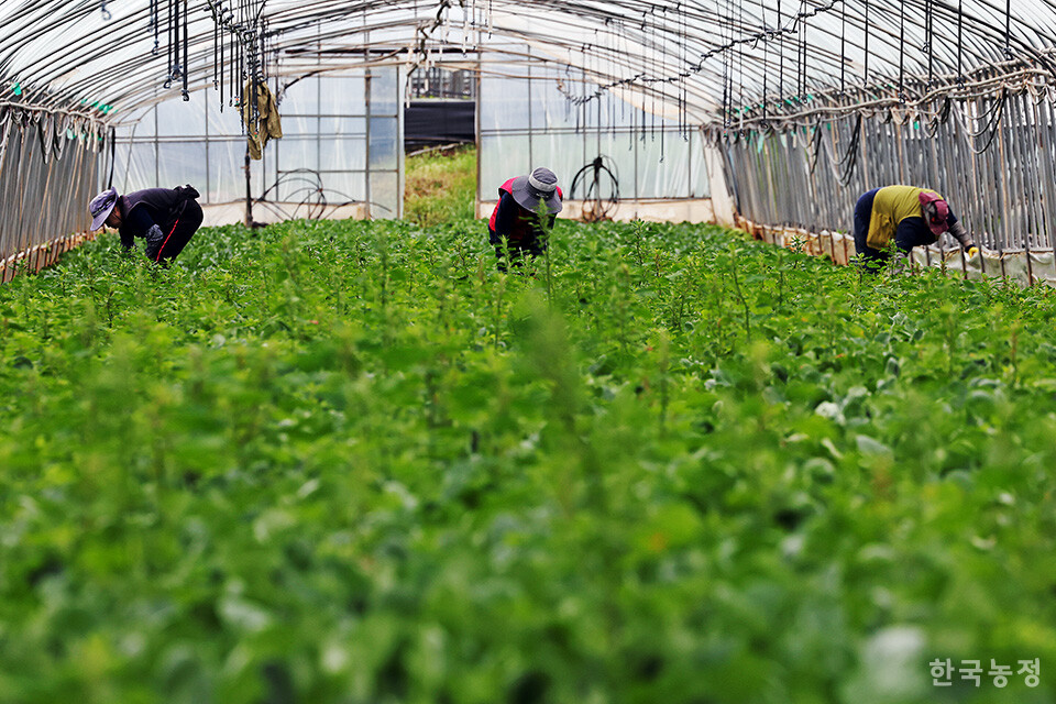 지난 15일 전남 영암군 신북면의 한 시설하우스에서 외국인노동자들이 풀을 매고 있다. 한승호 기자