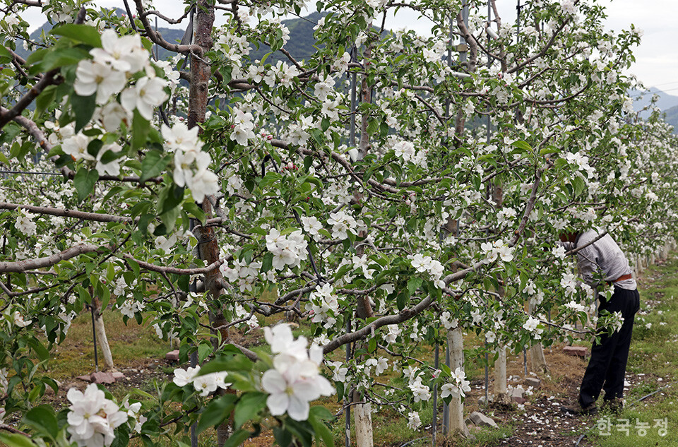 충북 곳곳에서 사과꽃이 만개한 가운데 22일 오전 괴산군 연풍면 행촌리의 사과 과수원에서 한 농민이 꽃 솎기 작업에 여념이 없다. 