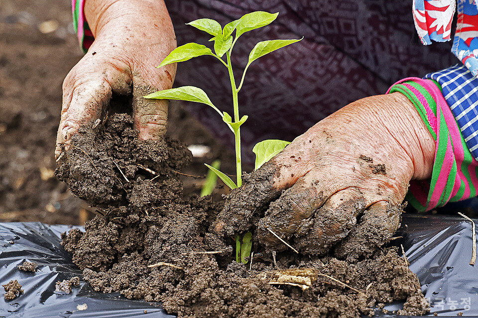 지난달 29일 충북 제천시 덕산면 신현리 고추밭에서 장선자(67)씨가 두세 달 가까이 정성껏 육묘한 고추 모종을 옮겨 심은 뒤 흙을 북주고 있다.