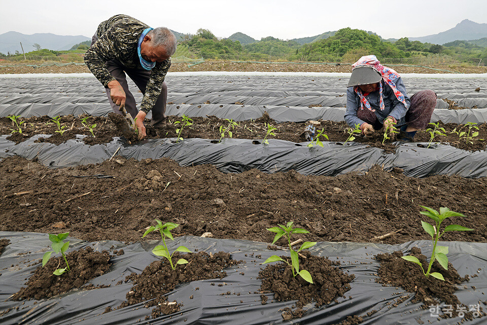 지난달 29일 충북 제천시 덕산면 신현리 들녘, 논을 메워 조성한 밭에서 김해수(73)·장선자(67)씨 부부가 두세 달 가까이 정성껏 육묘한 고추 모종을 옮겨 심고 있다.