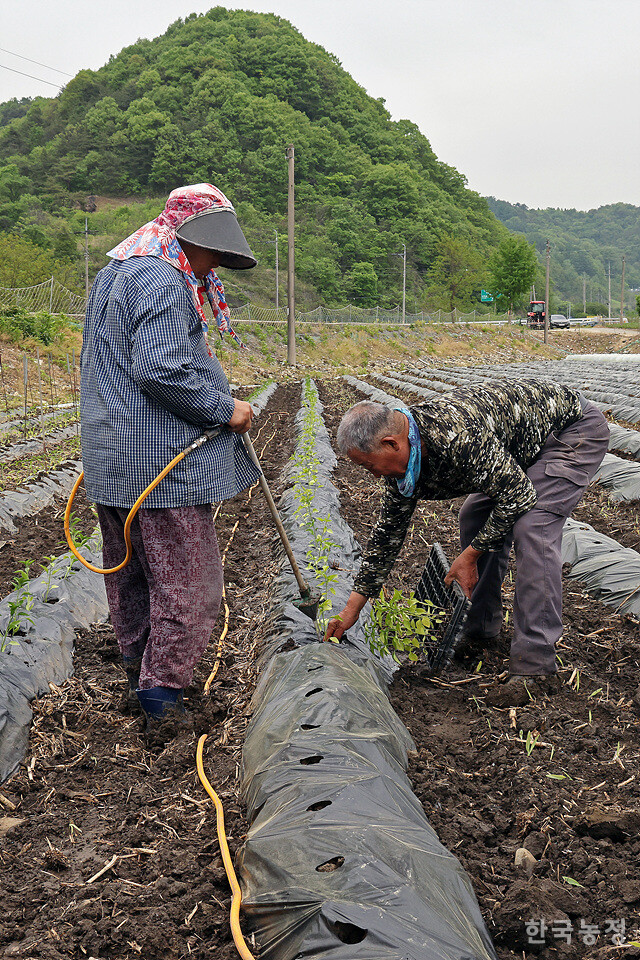 지난달 29일 충북 제천시 덕산면 신현리 들녘, 논을 메워 조성한 밭에서 김해수(73)·장선자(67)씨 부부가 두세 달 가까이 정성껏 육묘한 고추 모종을 옮겨 심고 있다.