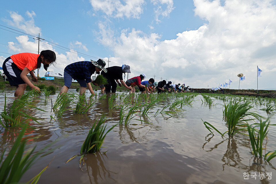 지난 1일 강원 철원군 철원읍 민간인통제구역 내에 마련된 철원군농민회 통일쌀경작지에서 열린 통일쌀 모내기에서 농민들과 인천도시농업네트워크 회원들이 손모내기를 하고 있다.
