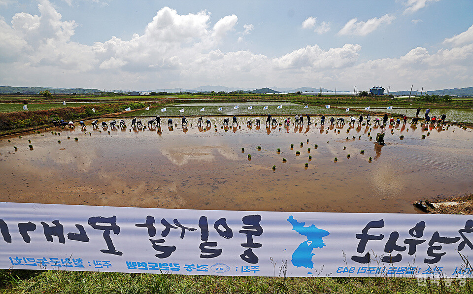 지난 1일 강원 철원군 철원읍 민간인통제구역 내에 마련된 철원군농민회 통일쌀경작지에서 열린 통일쌀 모내기에서 농민들과 인천도시농업네트워크 회원들이 손모내기를 하고 있다.