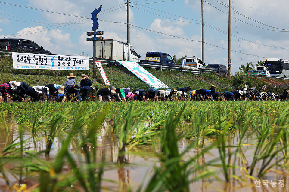 지난 1일 강원 철원군 철원읍 민간인통제구역 내에 마련된 철원군농민회 통일쌀경작지에서 열린 통일쌀 모내기에서 농민들과 인천도시농업네트워크 회원들이 손모내기를 하고 있다.