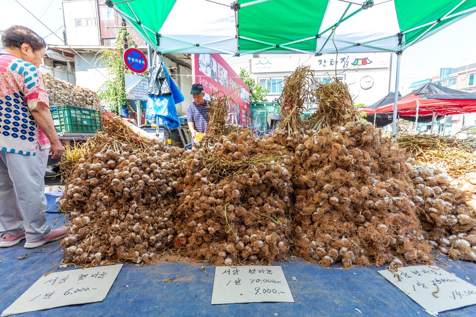 각지에서 온 마늘들이 마늘 천국을 이루고 있다. 사진 류관희 작가