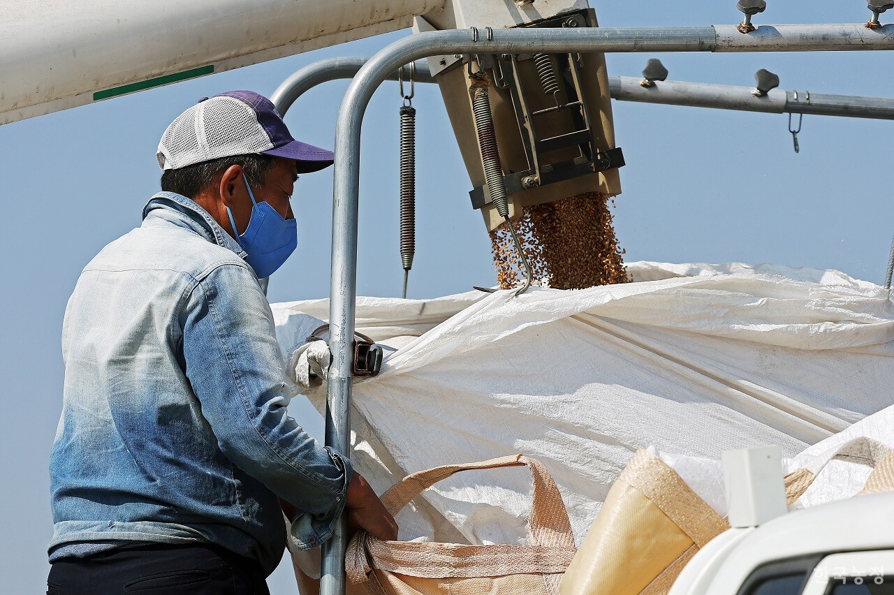 2024년산 밀 흉작으로 농민들의 2025년산 밀 재배의향에 적신호가 켜졌다. 밀 자급률 정책목표 5%가 더욱 요원해질 위기에 처했다. 한승호 기자