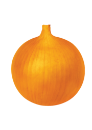 조생금빛. 동오시드 제공