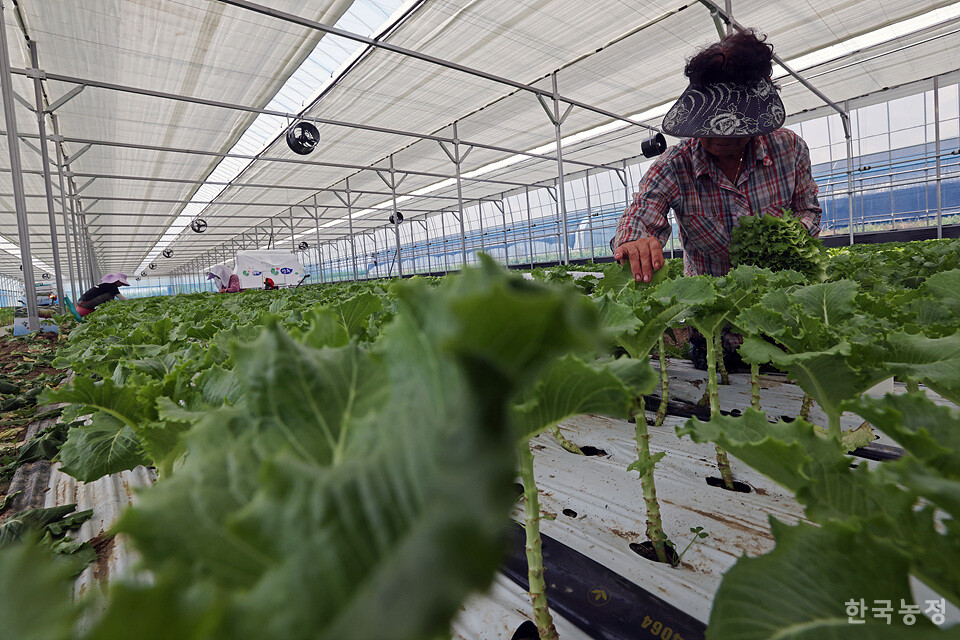 입추이자 폭염경보가 내려졌던 지난 7일 전북 순창군 풍산면 두승리 시설하우스에서 농민들이 상추를 따고 있다. 