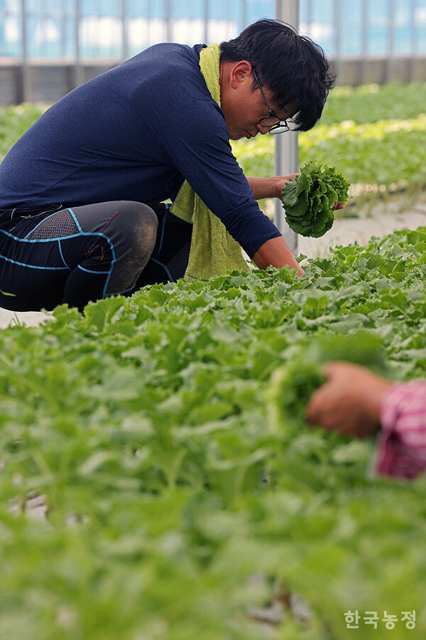 청년창업농업인으로 선정돼 올해 처음으로 상추농사를 시작한 김성규씨가 상추를 따고 있다.
