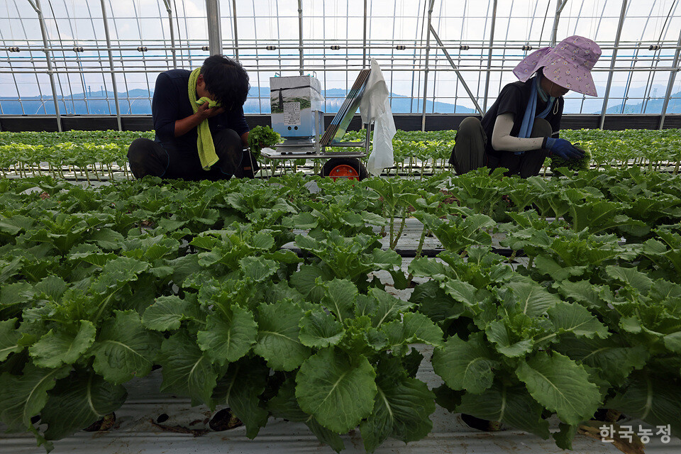 입추이자 폭염경보가 내려졌던 지난 7일 전북 순창군 풍산면 두승리 시설하우스에서 김성규·이은주씨 부부가 상추를 수확하고 있다. 수확 도중 김씨가 흐르는 땀을 수건으로 닦고 있다.