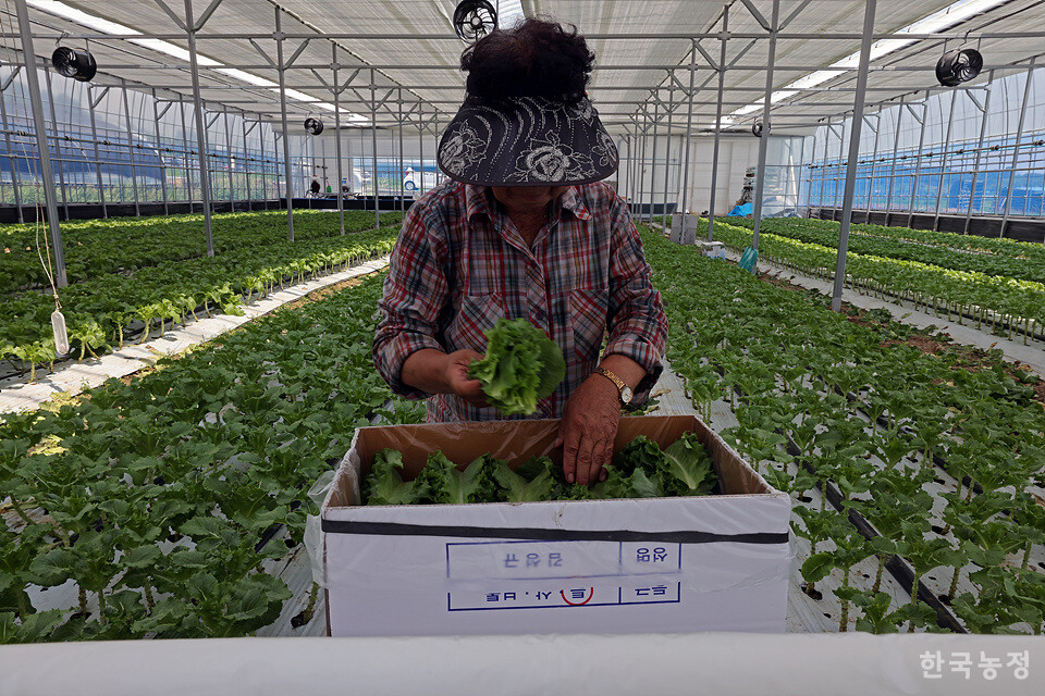 “아들이 한께 가만히 볼 수 있간디.” 김성규씨의 어머니 김순례씨가 수확한 상추를 상자에 차곡차곡 담고 있다.