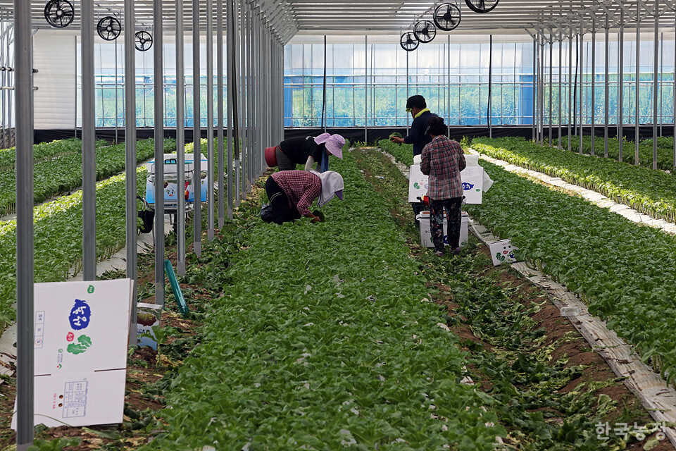 입추이자 폭염경보가 내려졌던 지난 7일 전북 순창군 풍산면 두승리 시설하우스에서 농민들이 상추를 따고 있다. 