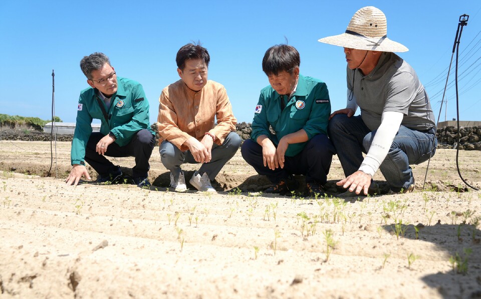 오영훈 제주특별자치도 지사(왼쪽 두 번째)가 제주 구좌읍의 한 당근 농지에서 생육 상황을 점검하고 있다. 제주특별자치도 제공