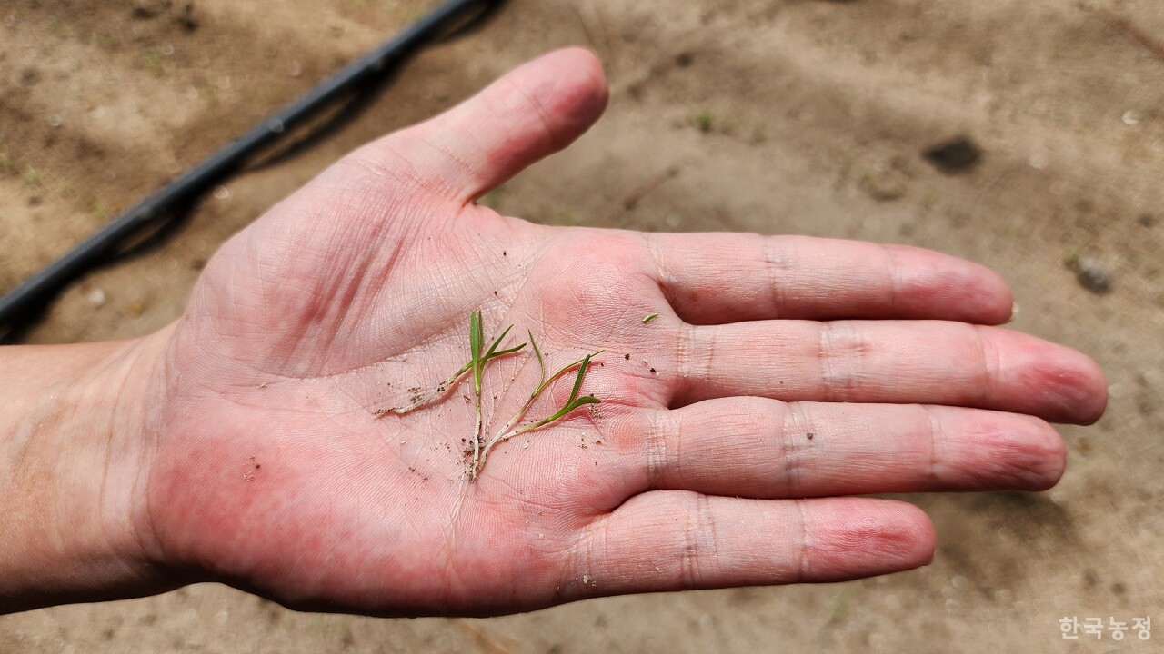 지난 19일 제주특별자치도 제주시 구좌읍의 한 당근밭에서 농민이 발아된 당근의 상태를 보여주고 있다. 농민들은 늦게나마 발아가 됐더라도 폭염이 계속돼 여린 식물체가 타버릴 우려가 있다고 전했다.