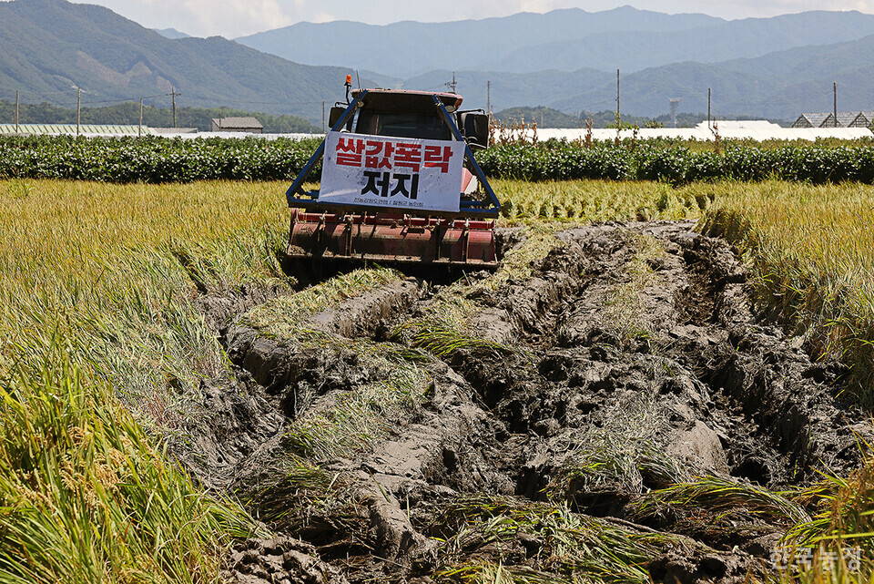 지난달 30일 강원 철원군 동송읍 철원새마을금고 미곡종합처리장 인근 들녁에서 열린 ‘쌀값 보장! 쌀수입 반대! 논 갈아엎기 투쟁’에서 한 농민이 트랙터로 추수를 앞둔 논을 갈아엎고 있다.
