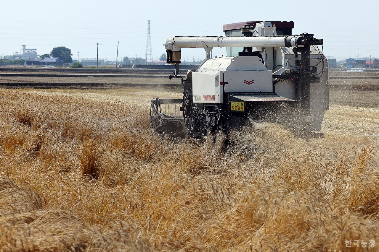 정부가 `제1차 밀산업 육성 기본계획'을 수립하며 국책사업으로 밀 자급률 제고에 나섰지만 올해도 2% 안팎의 자급률이 예상돼 정책 실패에 따른 비판을 피하기 어려워 보인다. 지난 6월 4일 전북 김제시 부량면 금강리 들녘에서 한 농민이 크라스콤바인으로 밀을 수확하고 있다. 한승호 기자