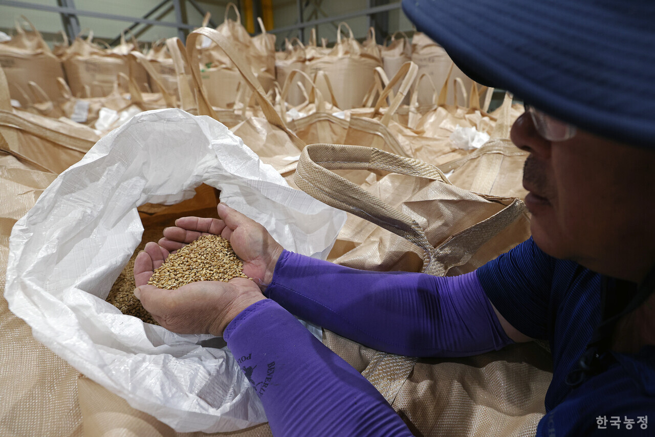 지난 3일 전북 부안군 하서면에 위치한 부안우리밀영농조합법인 저온저장고에서 유재흠 경영이사가 올해 수확한 밀을 손바닥에 올려놓고 품질을 확인하고 있다. 유 이사는 “이상기후의 여파로 밀알이 예년보다 작아졌다”고 말했다. 한승호 기자