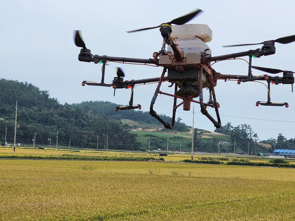 전라남도 해남군의 한 논에서 드론이 벼멸구 방제 약제를 살포하는 모습. 전라남도 제공 