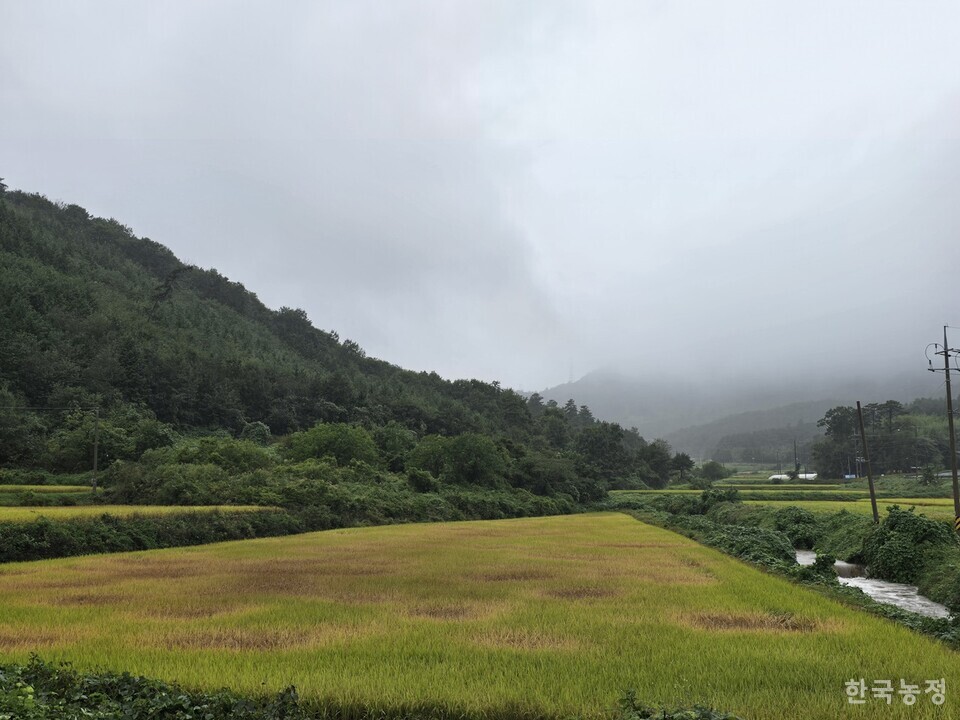 지난 19일 전남 보성군 미력면 일원의 한 논이 벼멸구 피해로 고사돼 있다. 윤병구 기자 