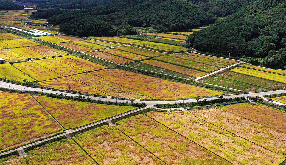 추수를 앞두고 벼멸구가 급속히 확산해 전남, 전북 등에서 큰 피해가 발생하고 있는 가운데 23일 전북 순창군 구림면 일대 들녘에서 벼멸구로 인한 피해가 선명하게 보이고 있다. 한승호 기자