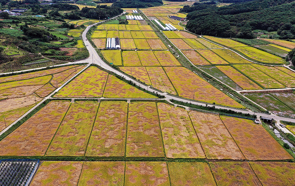 추수를 앞두고 벼멸구가 급속히 확산해 전남, 전북 등에서 큰 피해가 발생하고 있는 가운데 23일 전북 순창군 구림면 일대 들녘에서 벼멸구로 인한 피해가 선명하게 보이고 있다. 한승호 기자