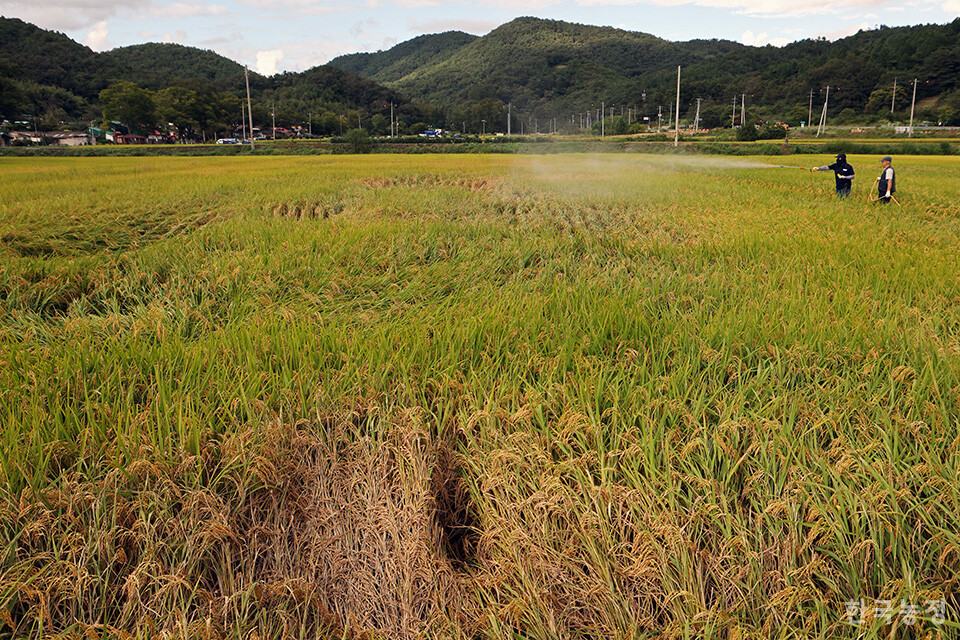 23일 오후 전남 화순군 동면 복암리 들녘에서 농민들이 벼멸구 피해가 나타나기 시작한 논에 긴급하게 약을 치고 있다. 이날 방제에 나선 농민은 “드론방제로는 약제가 벼 아래까지 닿지 않아 효과가 크지 않다”며 “논에 일일이 들어가 방제해야 그나마 약효를 기대할 수 있다”고 말했다.