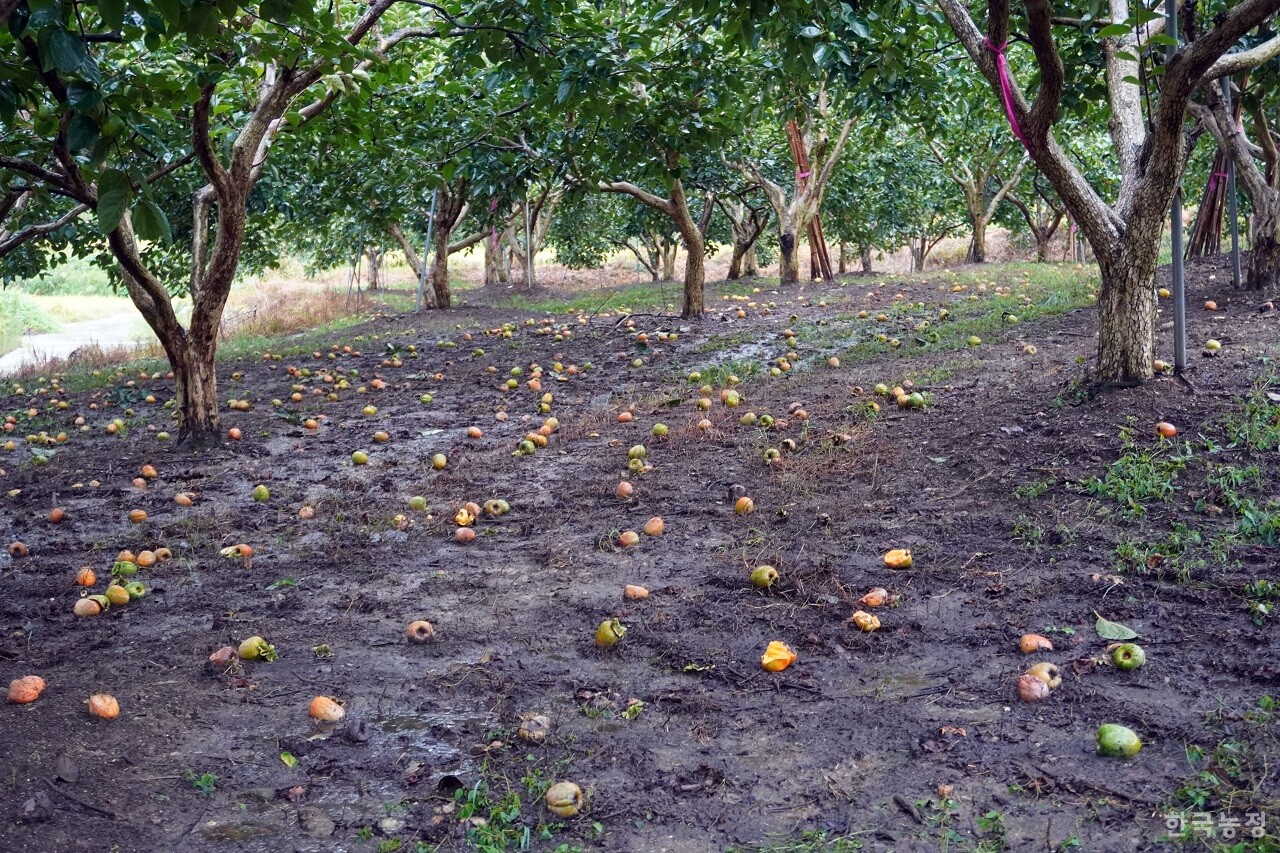 여름 내내 극심했던 폭염에 우수수 낙과해 썩고 있는 영암 금정면의 대봉감.