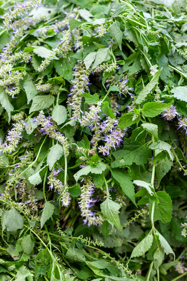 경상도의 최애 향신료, 방아. 류관희 작가