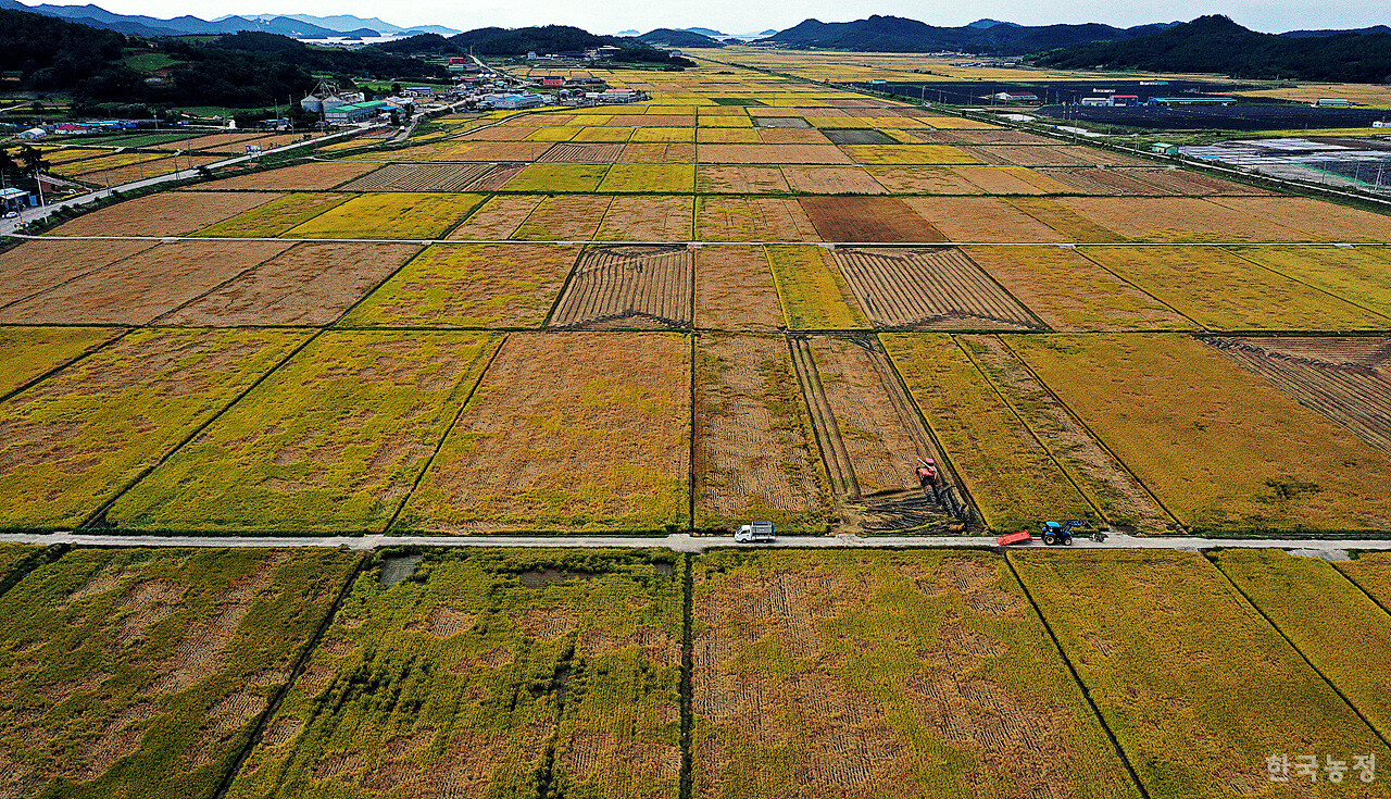 벼멸구가 창궐해 쑥대밭처럼 변한 전남 해남군 송지면 가차리 들녘에서 지난 2일 추수가 진행되고 있다. 이미 추수가 끝난 논은 멸구 피해를 최소화시키기 위한 농민들의 고육지책이었다.