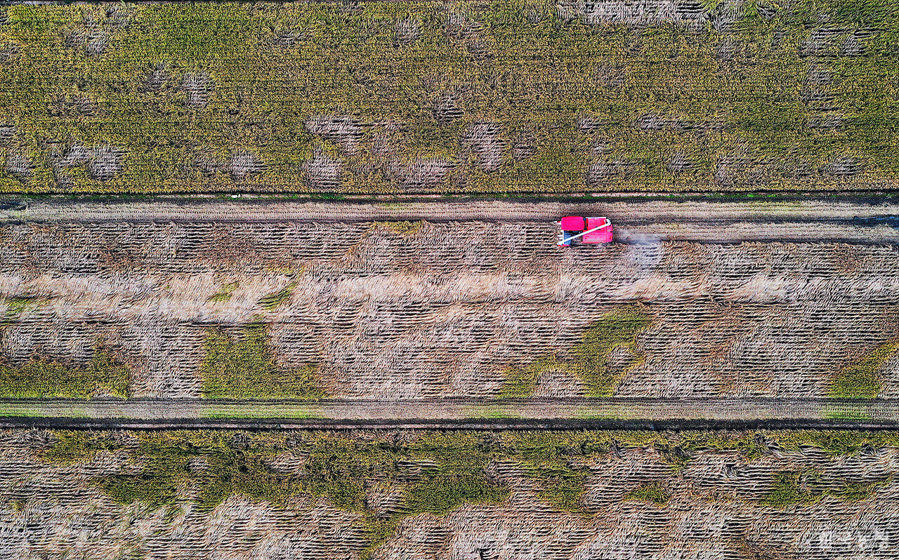 벼멸구가 창궐해 쑥대밭처럼 변한 전남 해남군 송지면 가차리 들녘에서 지난 2일 추수가 진행되고 있다.  멸구로 인한 피해가 선명하게 보인다.