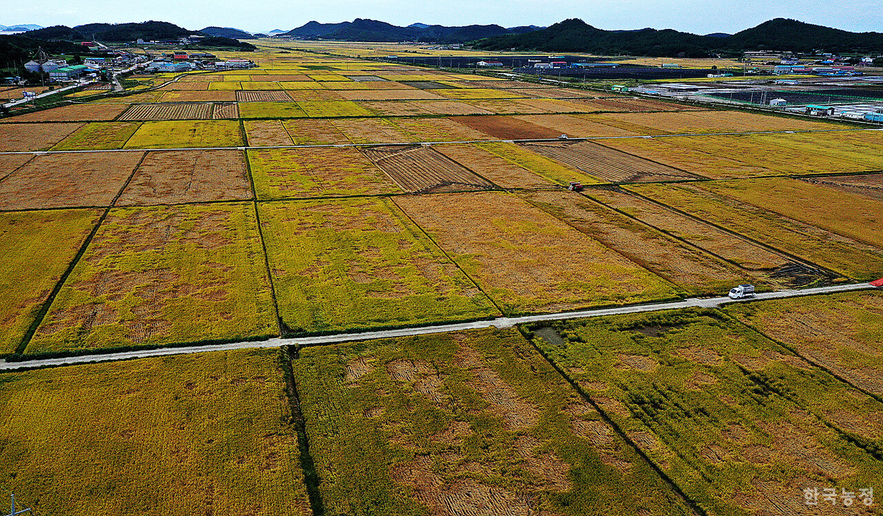 벼멸구가 창궐해 쑥대밭처럼 변한 전남 해남군 송지면 가차리 들녘에서 지난 2일 추수가 진행되고 있다. 이미 추수가 끝난 논은 멸구 피해를 최소화시키기 위한 농민들의 고육지책이었다.