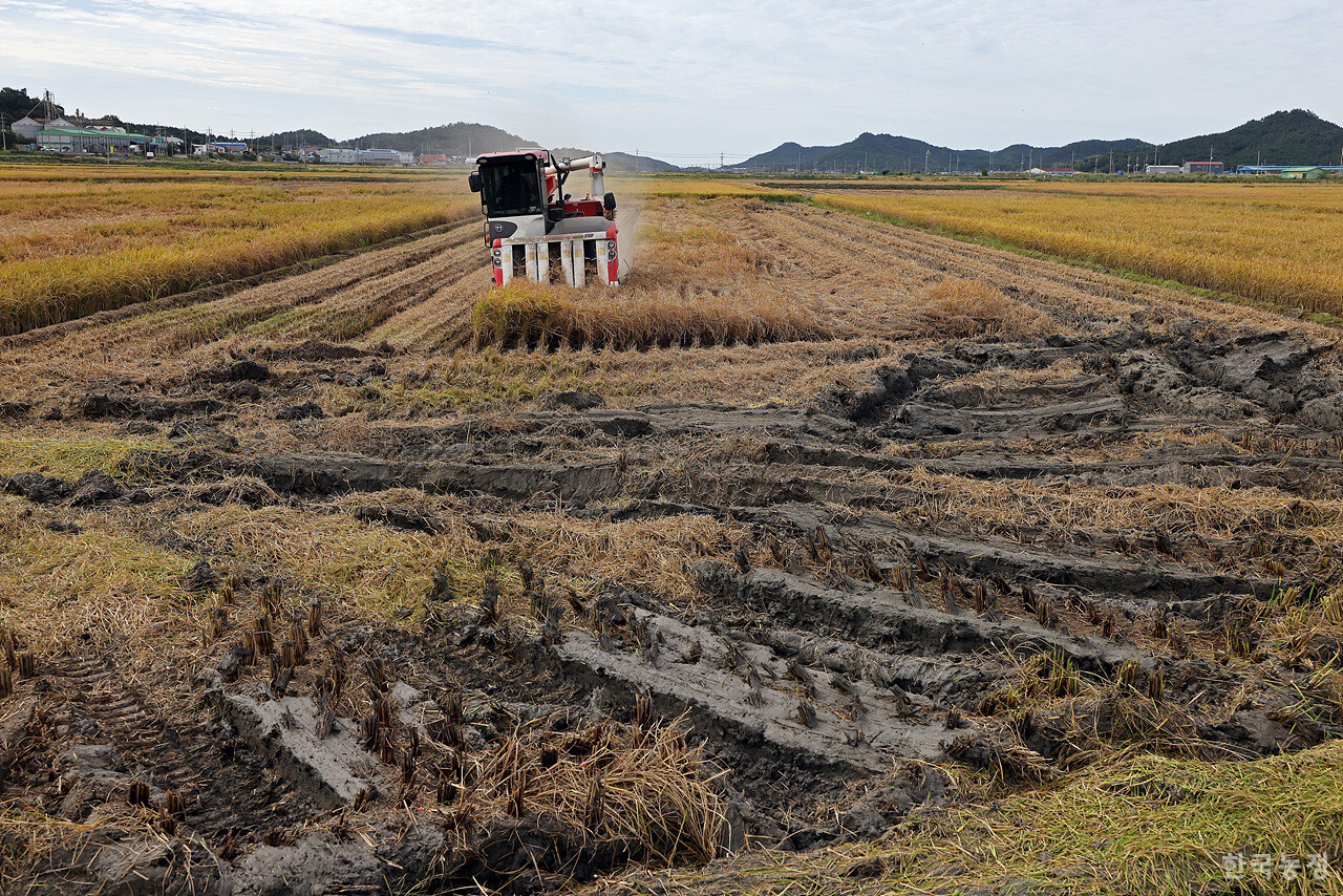 벼멸구가 창궐해 쑥대밭처럼 변한 전남 해남군 송지면 가차리 들녘에서 지난 2일 추수가 진행되고 있다. 콤바인이 멸구 피해를 입은 벼를 수확하자 기계 뒤로 하얗게 먼지가 일어나고 있다.