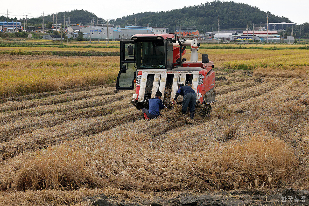 벼멸구가 창궐해 쑥대밭처럼 변한 전남 해남군 송지면 가차리 들녘에서 지난 2일 추수가 진행되고 있다. 농민들이 콤바인에 껴 탈곡이 안 된 볏짚을 일일이 제거하고 있다.