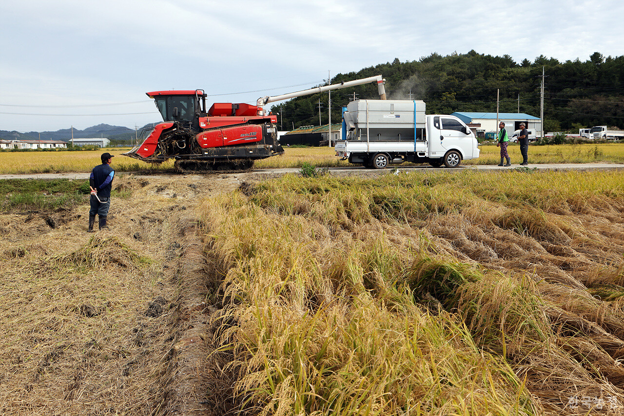 멸구 피해가 선명한 가운데 콤바인이 트럭 적재함에 추수한 나락을 쏟아내고 있다. 
