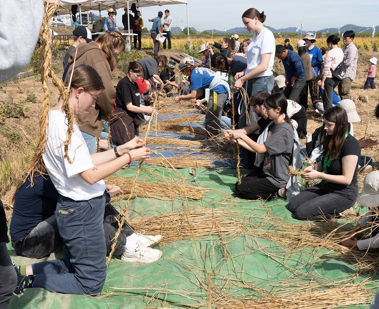 지난 5일 철원군농민회 주최로 강원도 철원군 철원읍 민간인출입통제구역 안 논에서  통일쌀 벼베기 행사가 열린 가운데 독일 대학생들이 새끼줄을 꼬고 있다.