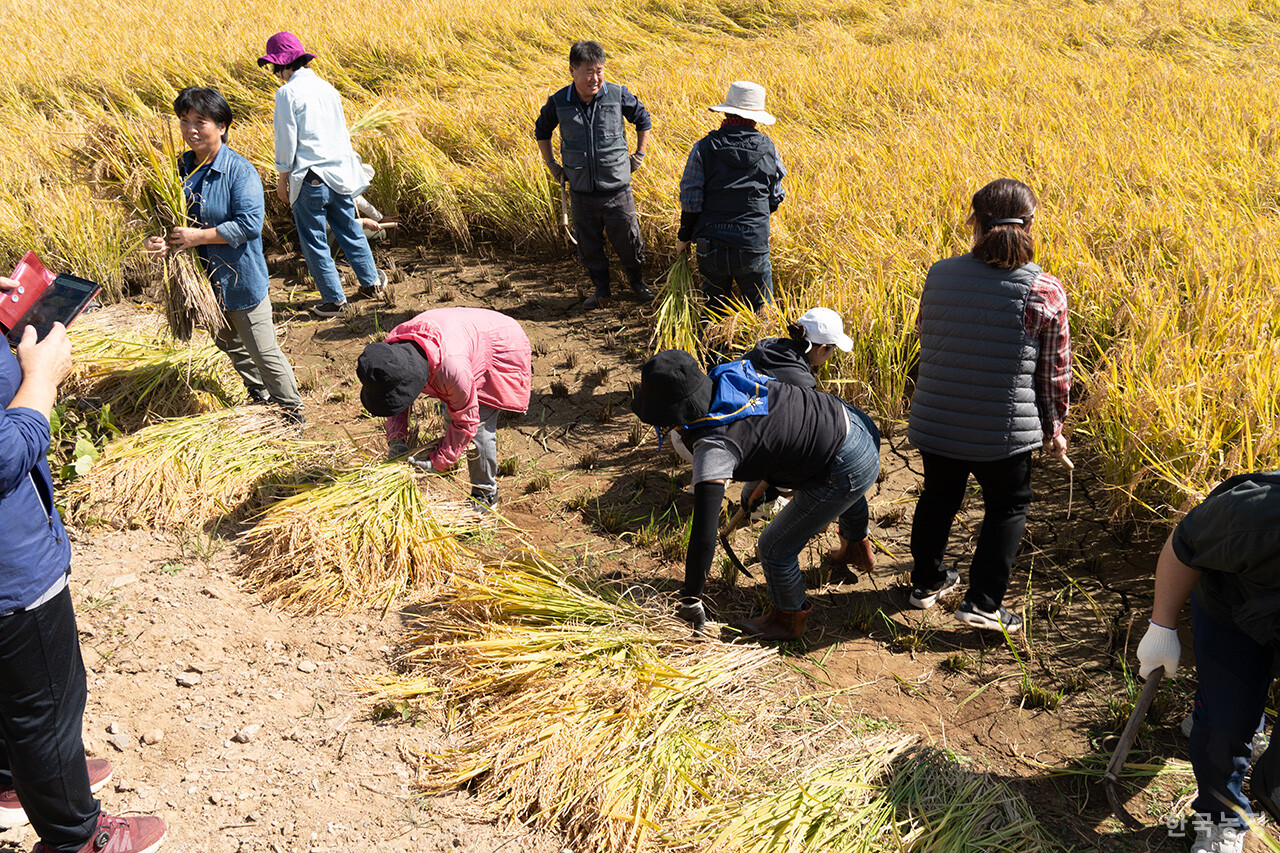 지난 5일 철원군농민회 주최로 강원도 철원군 철원읍의 민간인출입통제구역 안 논에서 통일쌀 벼베기 행사가 열렸다. 인천도시농부네트워크 회원들이 벼를 베고 있다.