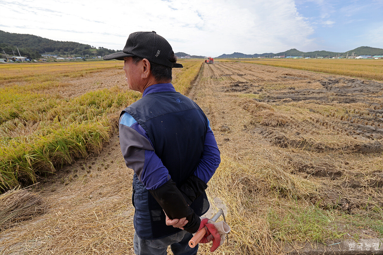 지난 2일 벼멸구가 창궐해 쑥대밭처럼 변한 전남 해남군 송지면 가차리 들녘에서 박용웅(80)씨가 멸구 피해를 입은 논을 바라보고 있다. 