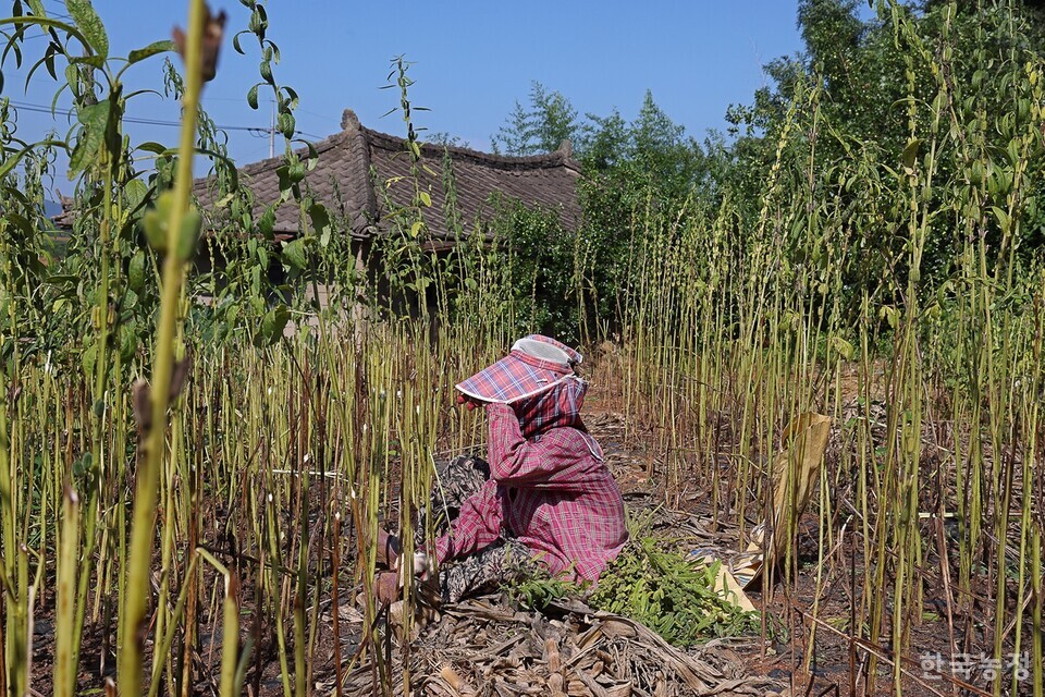 역대급 폭염이 찾아온 올여름 농업분야 온열질환자 수가 지난해보다 약 33% 증가한 것으로 집계됐다. 지난 8월 19일 전북 고창군 공음면 칠암리의 참깨밭에서 한 여성농민이 작업 도중 자리에 앉아 땀을 닦고 있다. 한승호 기자