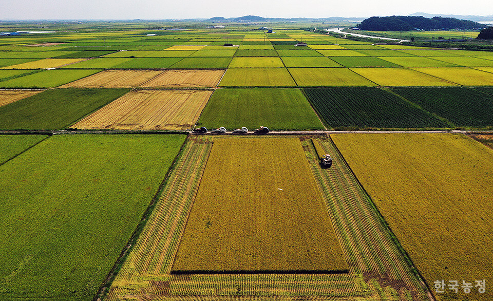 1945년 당시 조선은 소작농이 전체 농민의 86%였고 전체 농지의 68%가 소작지였다. 소작료는 악질 지주 경작지의 경우 80%에 달했다. 미군정은 동양척식회사의 농지를 빼앗아 총독부가 했던 방식 그대로 조선인민을 착취했다. 사진은 지난달 3일 전북 부안군 계화면 들녘의 추수 풍경. 한승호 기자
