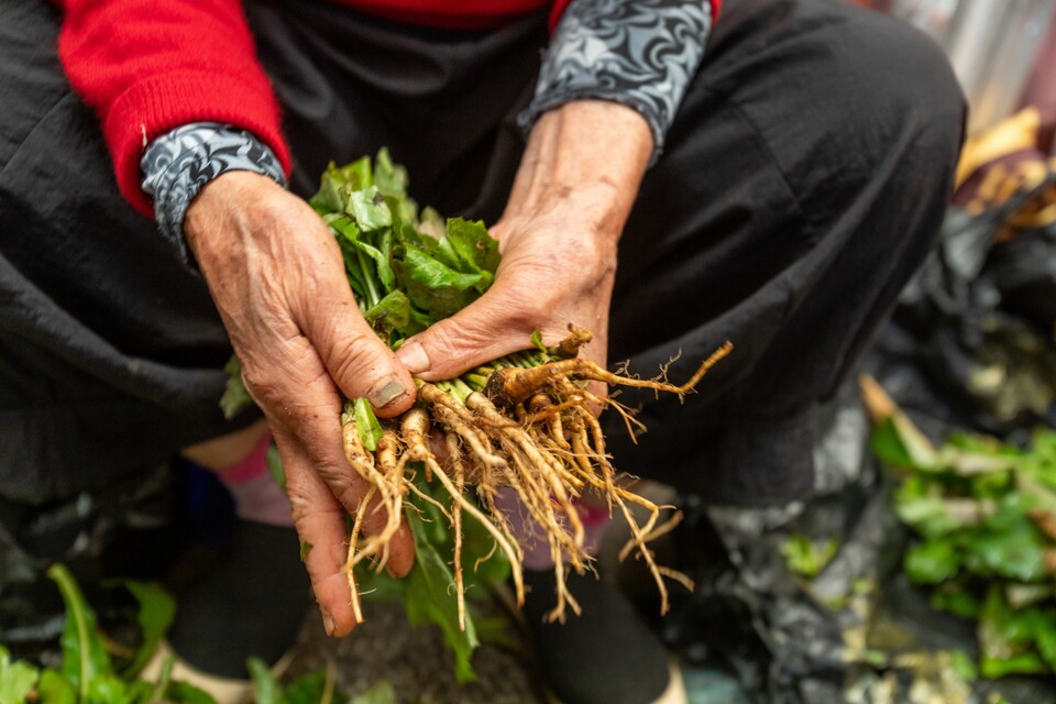 농사 지은 고들빼기를 들고 나와 장터에서 단을 묶으신다. 단이 크고 작아 고르는 재미가 있다. 사진 류관희 작가
