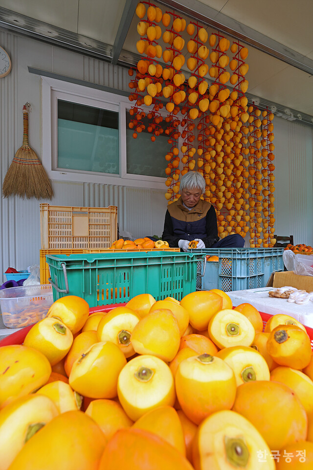 지난 4일 경남 함양군 백전면 백운리 한 농막에서 농민들이 고종시로 만들 떫은감을 깎고 있다.