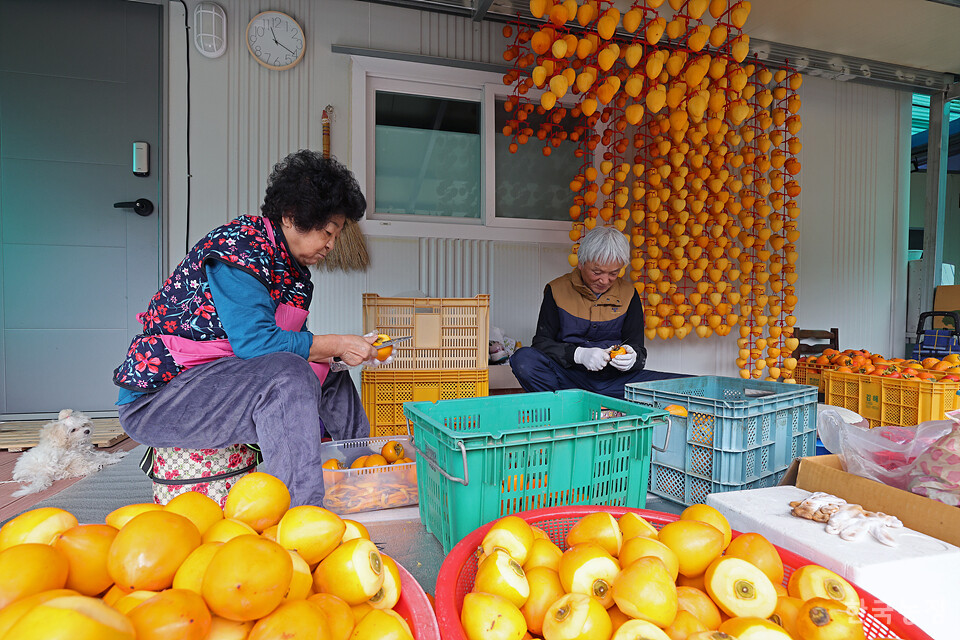 지난 4일 경남 함양군 백전면 백운리 한 농막에서 농민들이 고종시로 만들 떫은감을 깎고 있다.