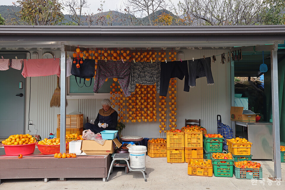 지난 4일 경남 함양군 백전면 백운리 한 농막에서 농민들이 고종시로 만들 떫은감을 깎고 있다.