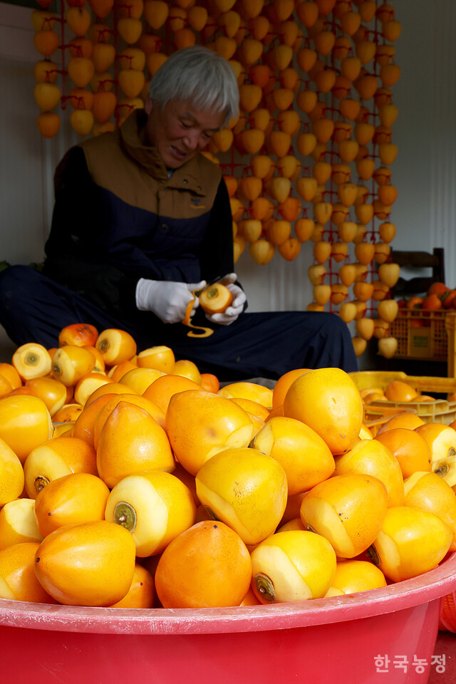 지난 4일 경남 함양군 백전면 백운리 한 농막에서 농민들이 고종시로 만들 떫은감을 깎고 있다.