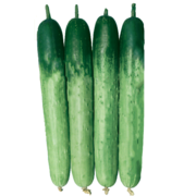 설향백다다기 오이. 동오시드 제공